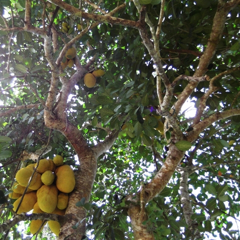 zanzibar_jackfruit.jpg zanzibar_jackfruit.jpg