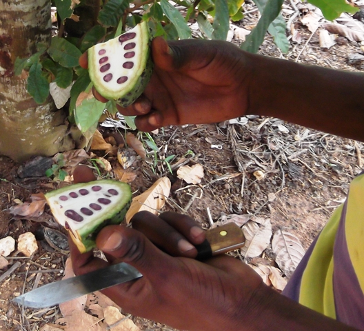 zanzibar_chocoladebonen.jpg zanzibar_chocoladebonen.jpg