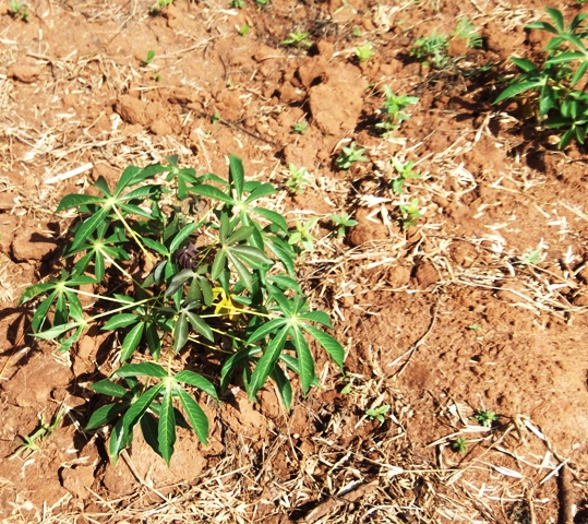 zanzibar_casaveplant.jpg zanzibar_casaveplant.jpg