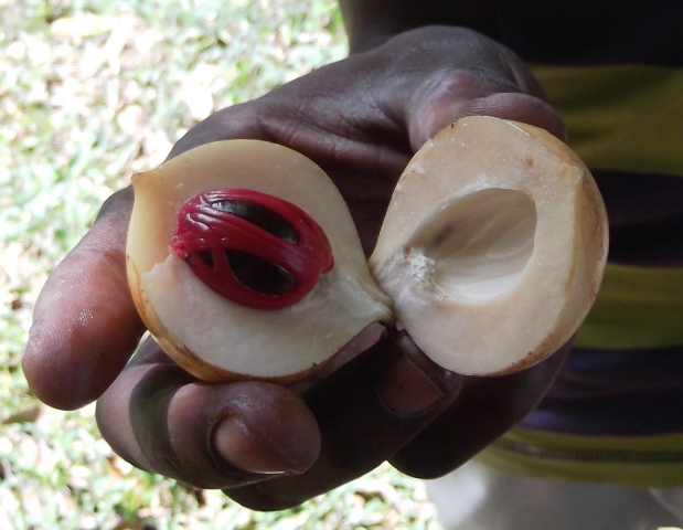 zanzibar_notusmuskaat_met_foelie.jpg zanzibar_notusmuskaat_met_foelie.jpg