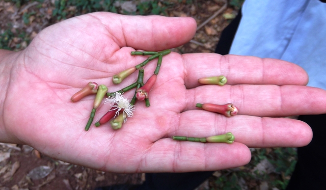 zanzibar_kruidnagels_in_schil.jpg zanzibar_kruidnagels_in_schil.jpg
