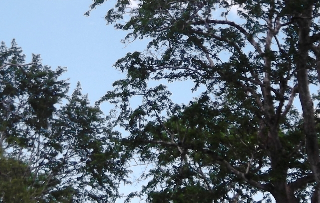 zanzibar_wildbrug.jpg zanzibar_wildbrug.jpg