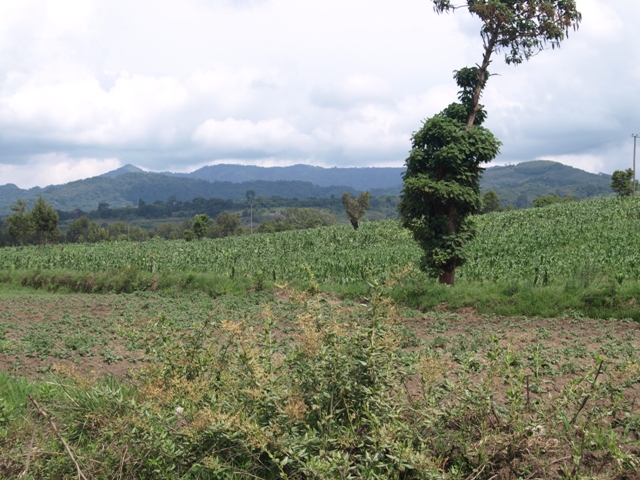 OLYMPUS DIGITAL CAMERA OLYMPUS DIGITAL CAMERA