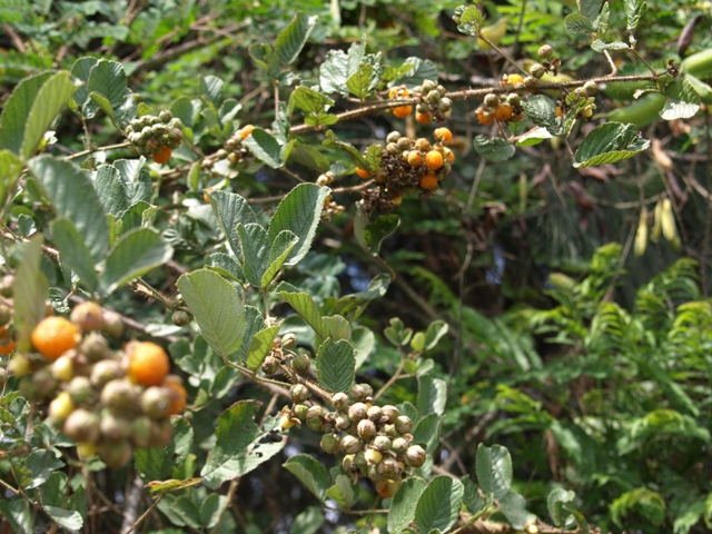 OLYMPUS DIGITAL CAMERA OLYMPUS DIGITAL CAMERA