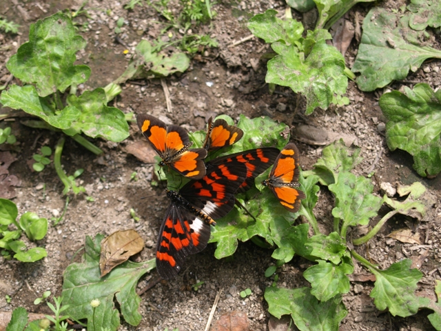 OLYMPUS DIGITAL CAMERA OLYMPUS DIGITAL CAMERA