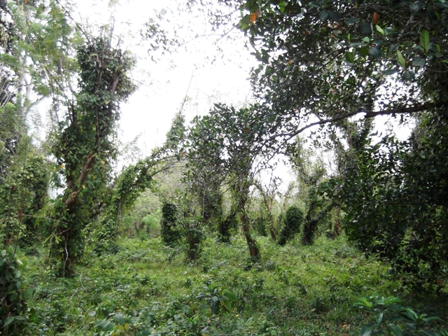 zanzibar_peperbos.jpg zanzibar_peperbos.jpg