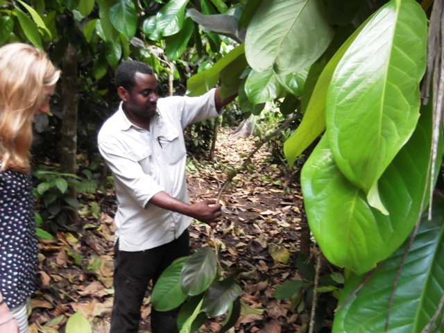 zanzibar_uitleg_in_tropisch_bos.jpg zanzibar_uitleg_in_tropisch_bos.jpg