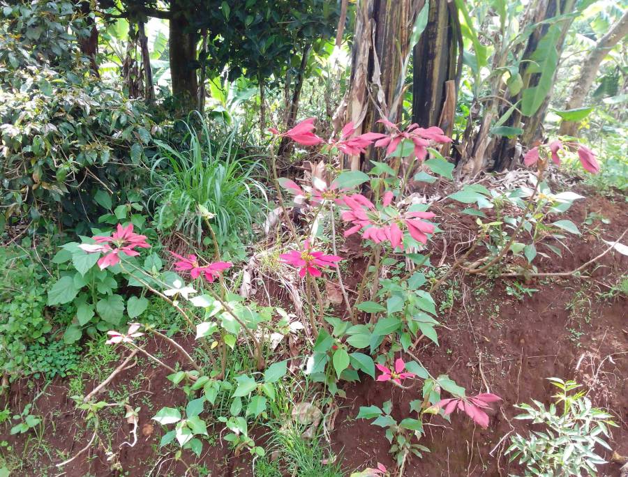 um_kerststerren_in_het_wild_a.jpg um_kerststerren_in_het_wild_a.jpg